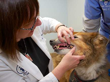 East Towne Veterinary Clinic — photo 4