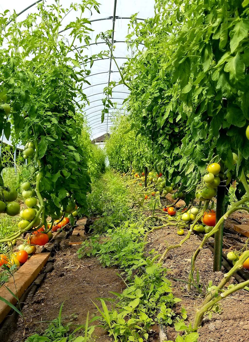 Wellspring Education Center & Organic Farm