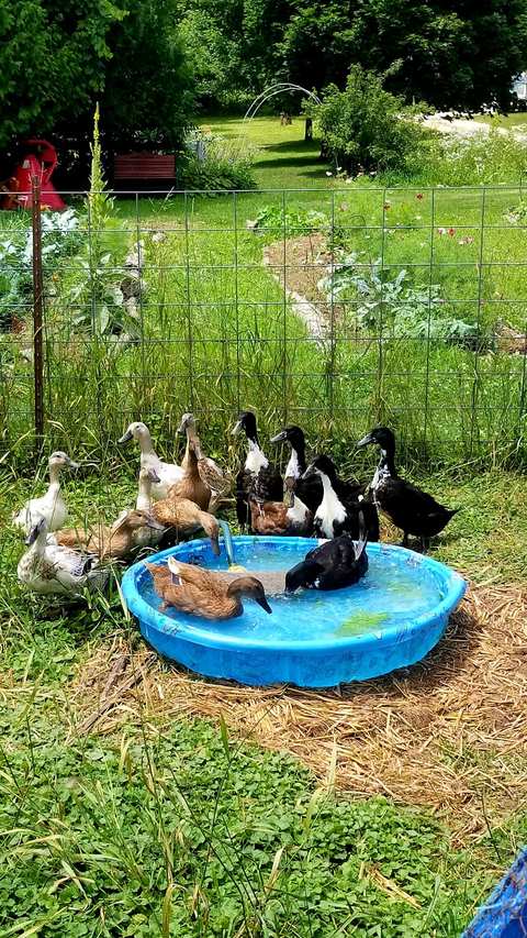Wellspring Education Center & Organic Farm — photo 4