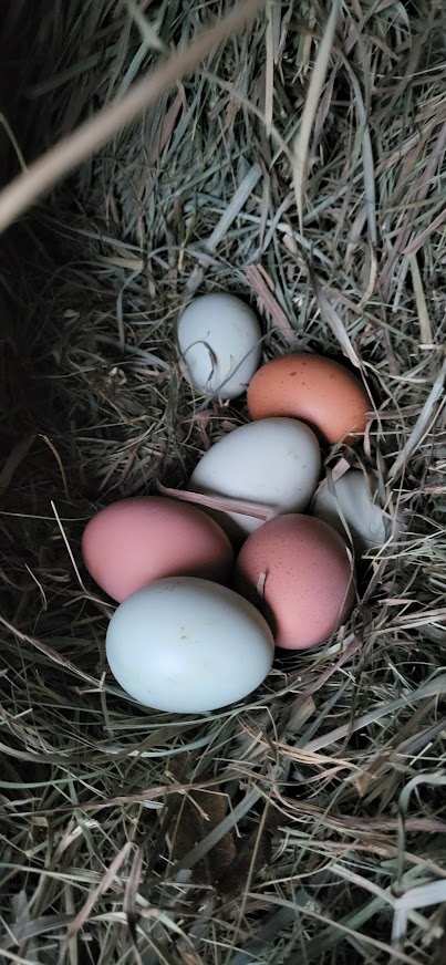 Hickory Road Farm — photo 4
