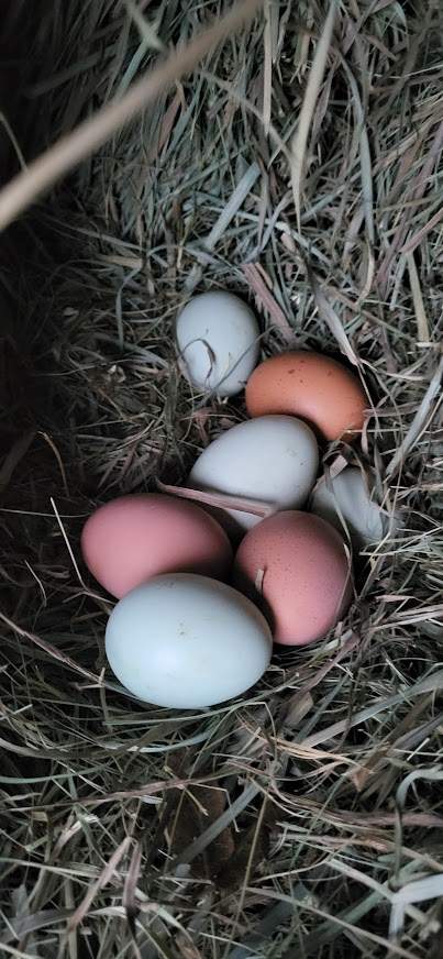 Hickory Road Farm — photo 4