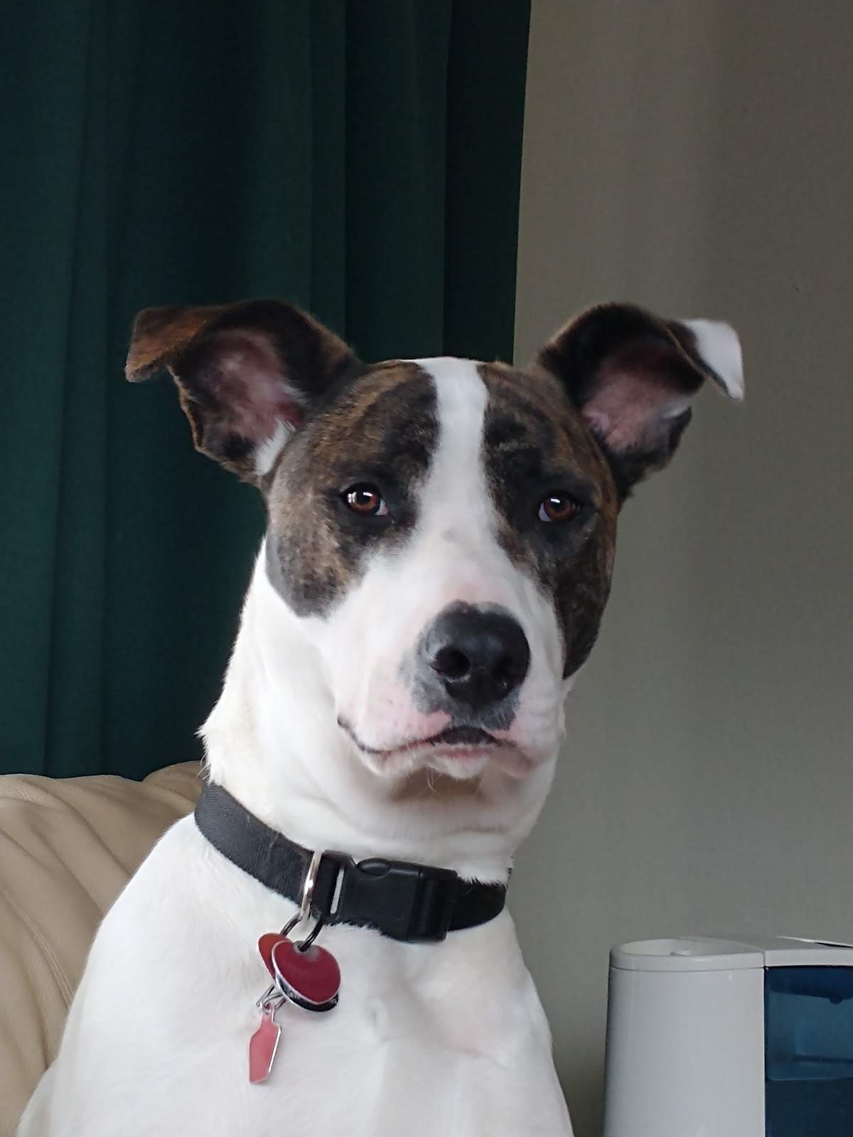 Saukville Veterinary Clinic: Stephani Jennifer DVM — photo 1