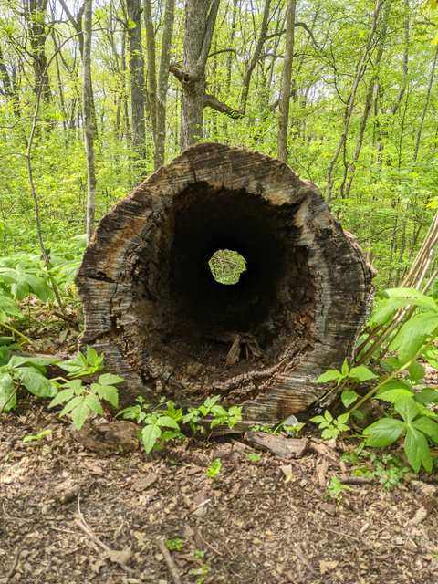 Ice Age Trail - Milwaukee River Segment — photo 5
