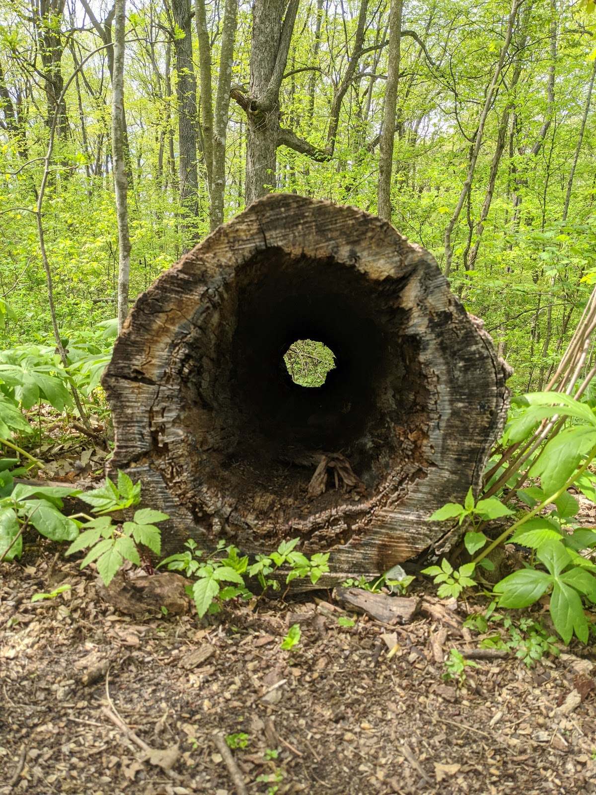 Ice Age Trail - Milwaukee River Segment — photo 5